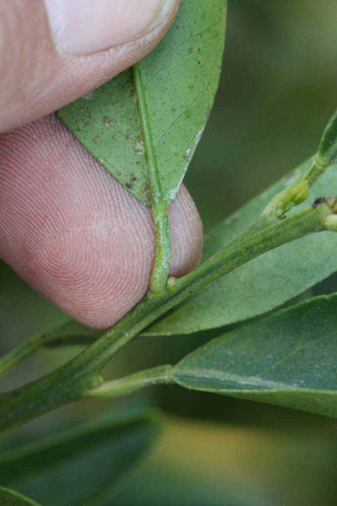              Petiole (Riverside, CA)       